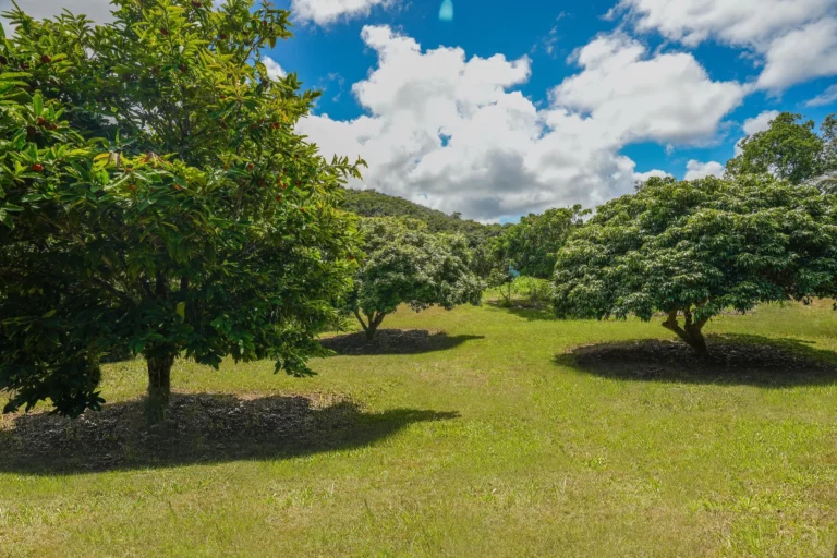 6565-C Koolau Rd