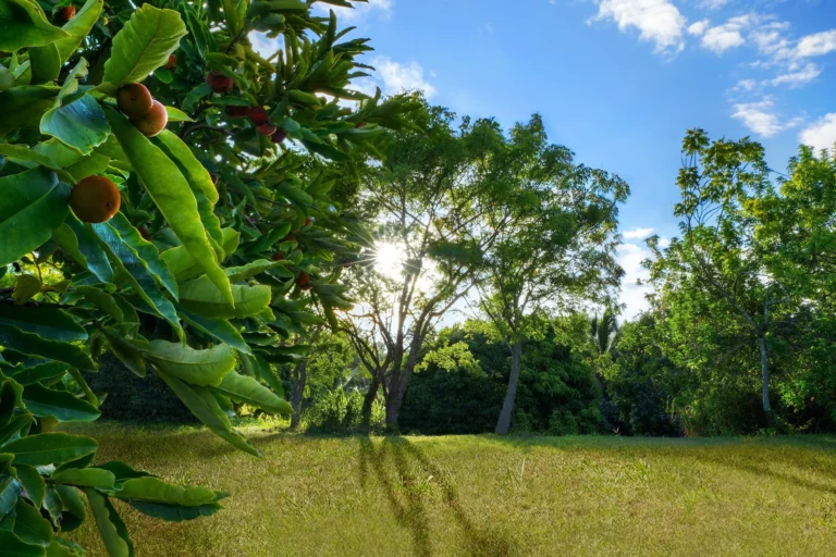 6565-C Koolau Rd