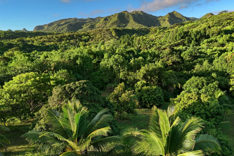 6565-C KOOLAU RD, ANAHOLA, HI 96746
