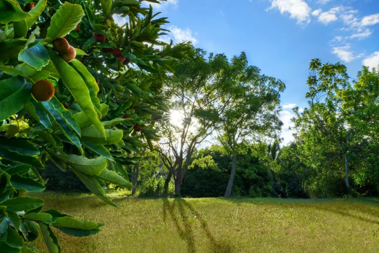 6565-C KOOLAU RD, ANAHOLA, HI 96746