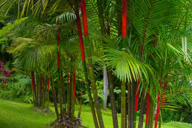 27-418 Old Mamalahoa Hwy, Papaikou, HI 96781