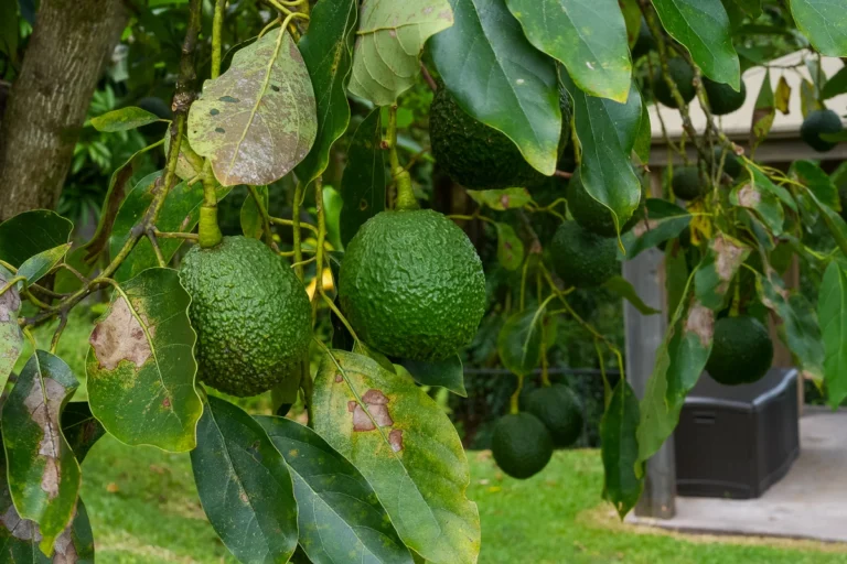 27-418 Old Mamalahoa Hwy, Papaikou, HI 96781
